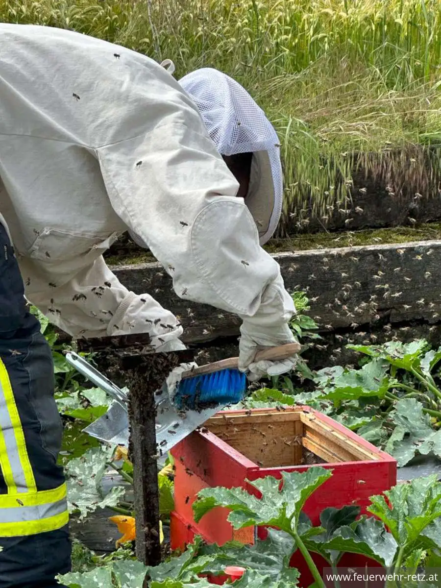 Foto 1, 12.06.2023, Technischer Einsatz - Bergung eines Bienenschwarms