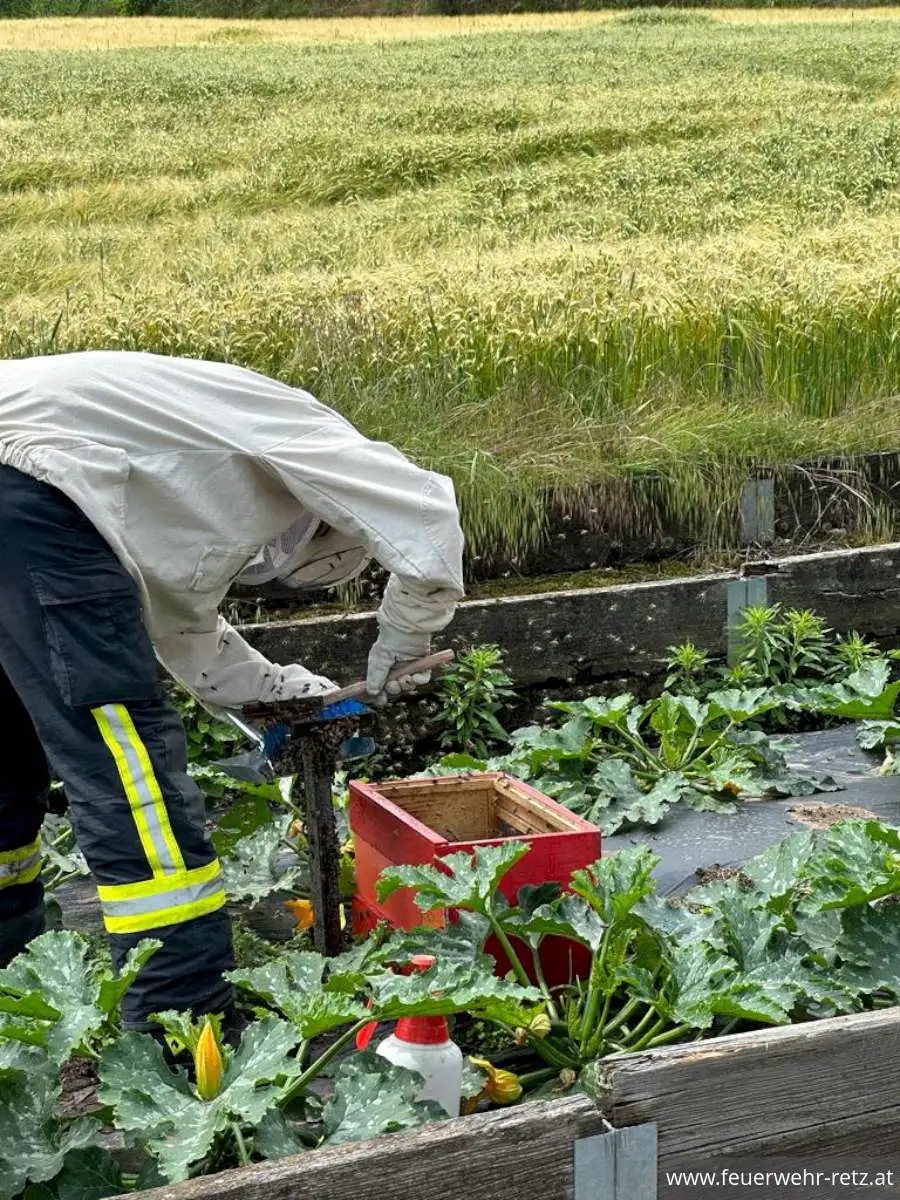 Foto 4, 12.06.2023, Technischer Einsatz - Bergung eines Bienenschwarms