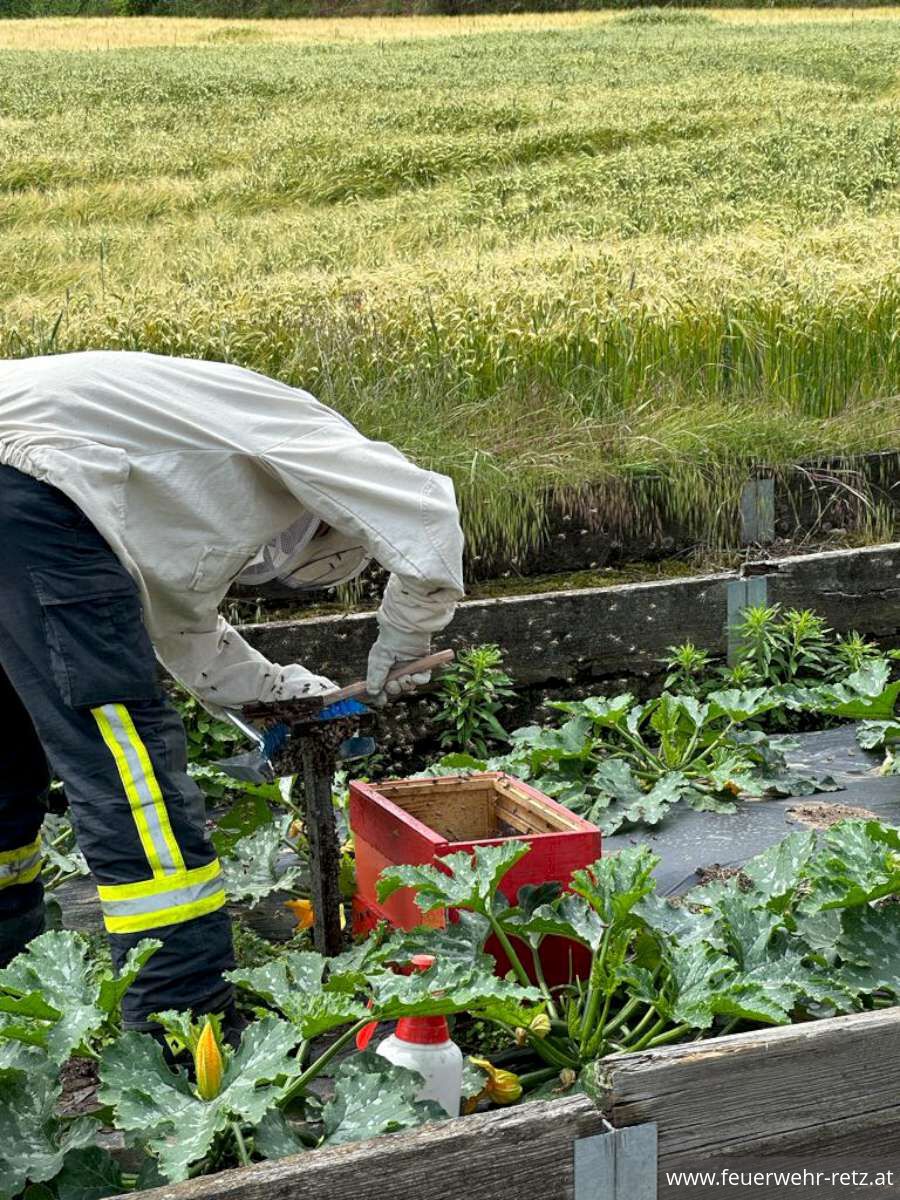 Foto 4, 12.06.2023, Technischer Einsatz - Bergung eines Bienenschwarms Foto 4, 12.06.2023, Technischer Einsatz - Bergung eines Bienenschwarms
