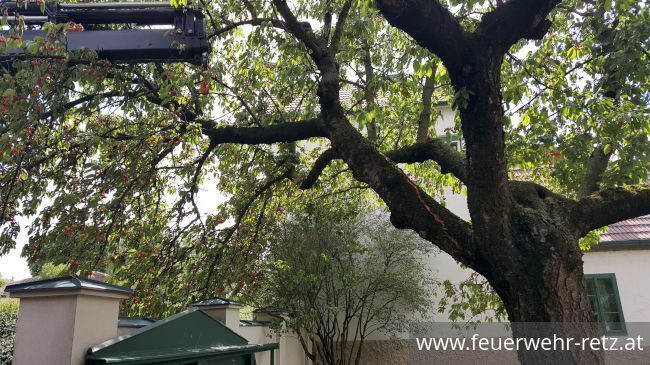 Foto 1, 21.06.2020, Technischer Einsatz - Sturmschaden - Baum drohte auf Mauer zu stürzen