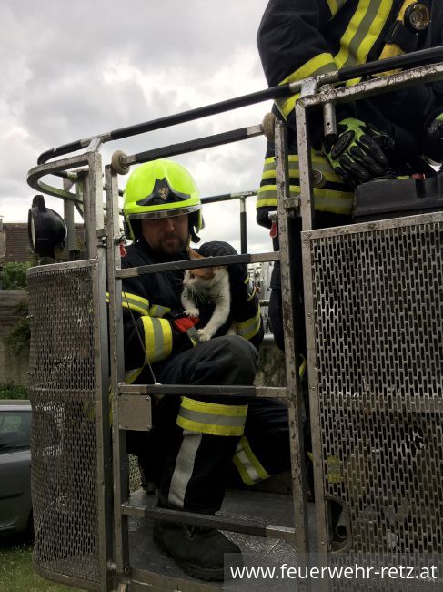 Foto 4, 27.04.2019, Technischer Einsatz - Katze von Baum gerettet Foto 4, 27.04.2019, Technischer Einsatz - Katze von Baum gerettet