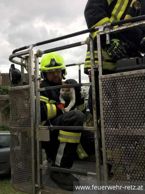 Foto 4, 27.04.2019, Technischer Einsatz - Katze von Baum gerettet Foto 4, 27.04.2019, Technischer Einsatz - Katze von Baum gerettet