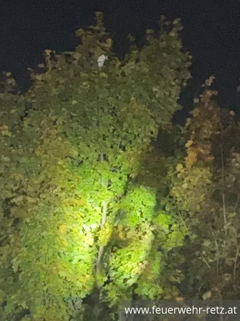 Foto 1, 18.10.2021, Technischer Einsatz - Katze von Baum gerettet Foto 1, 18.10.2021, Technischer Einsatz - Katze von Baum gerettet