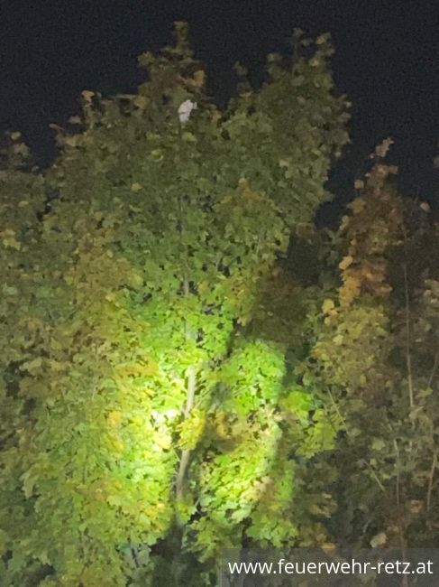 Foto 1, 18.10.2021, Technischer Einsatz - Katze von Baum gerettet