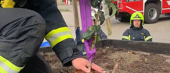 Bild zu Artikel Baumpflanz Challenge 2025