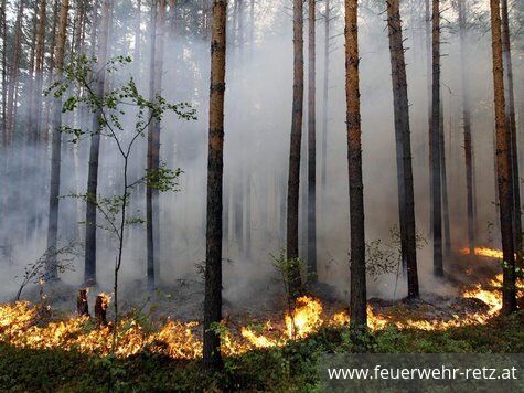 Foto 1, 08.04.2020, Waldbrandverordnung 2020 - In den Waldgebieten ist jegliches Feuerentzünden und Rauchen verboten